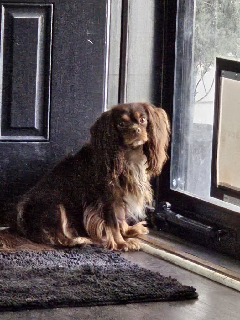 Diamond, a Cavalier King Charles Spaniel tested with EmbarkVet.com