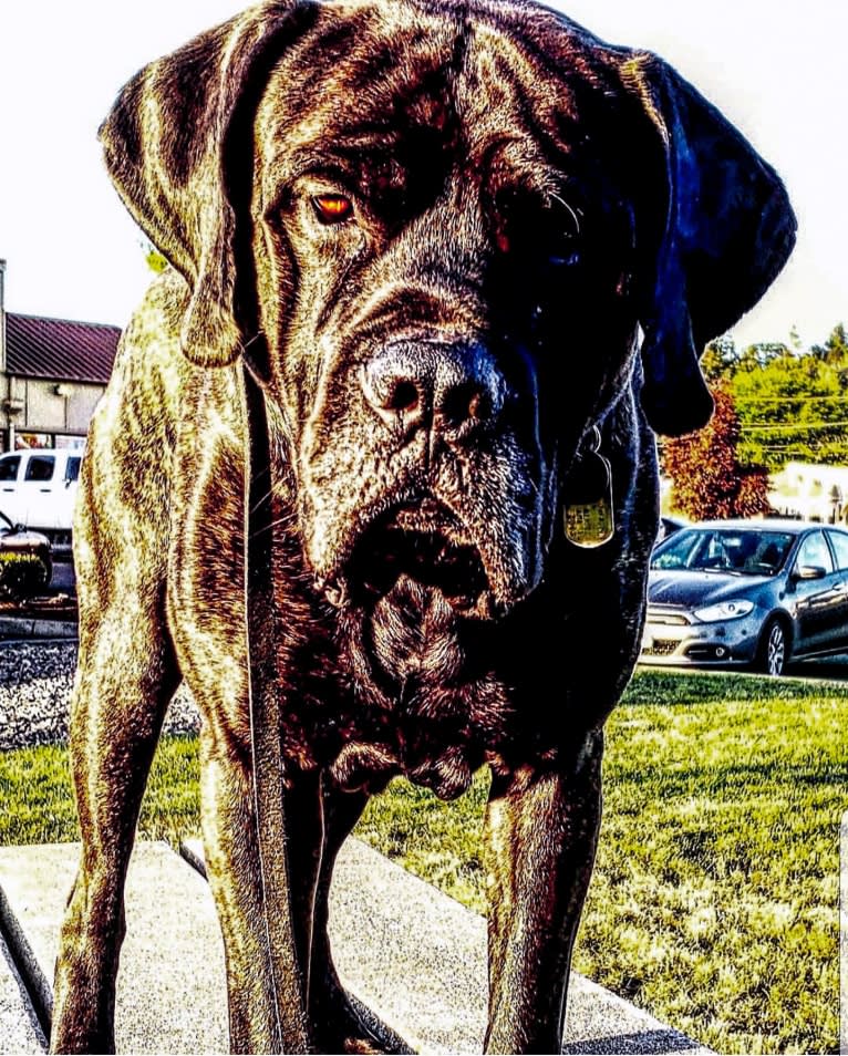 Trigger, a Mastiff and Cane Corso mix tested with EmbarkVet.com