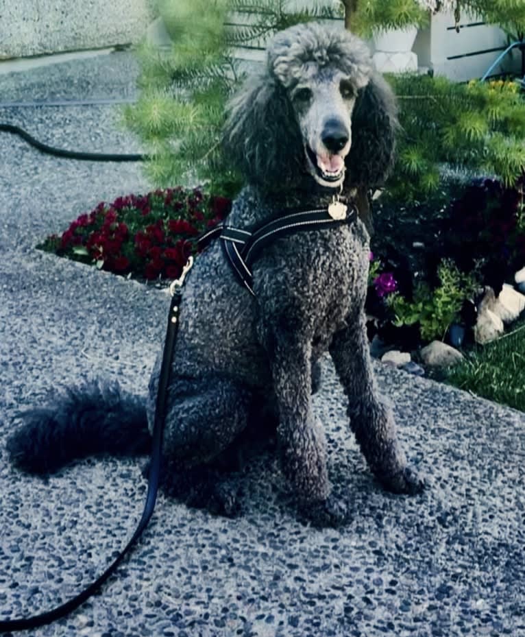 Leo, a Poodle (Standard) tested with EmbarkVet.com