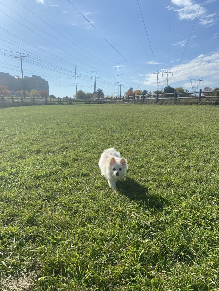 Lilith, a Pomeranian tested with EmbarkVet.com