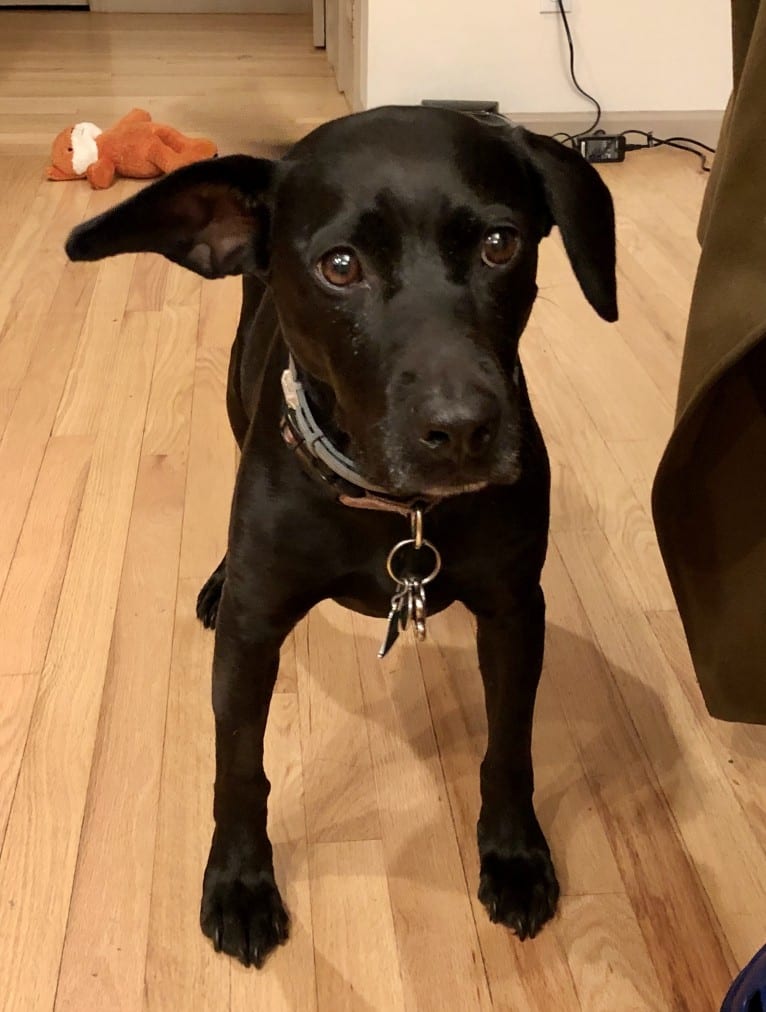 Maple, an American Bully and Rottweiler mix tested with EmbarkVet.com