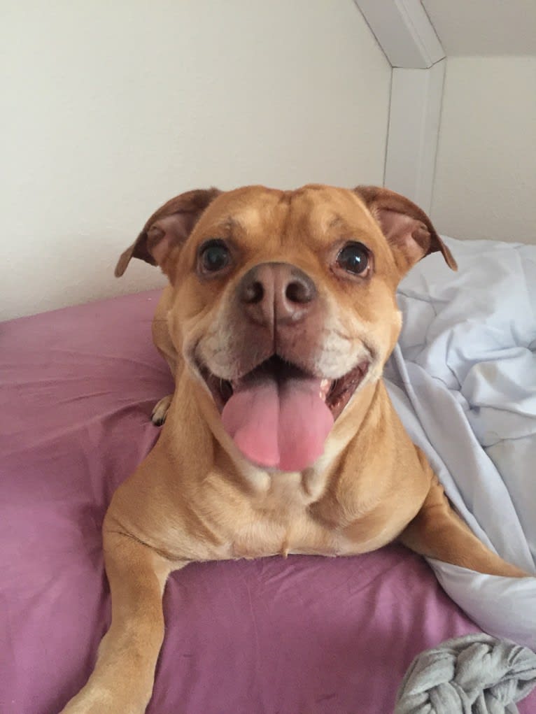 Josie, a Bulldog and Labrador Retriever mix tested with EmbarkVet.com