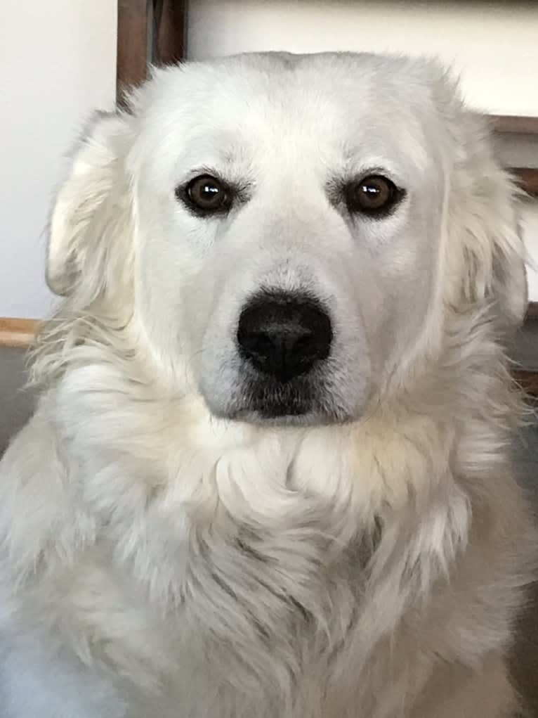 Maci, a Great Pyrenees tested with EmbarkVet.com