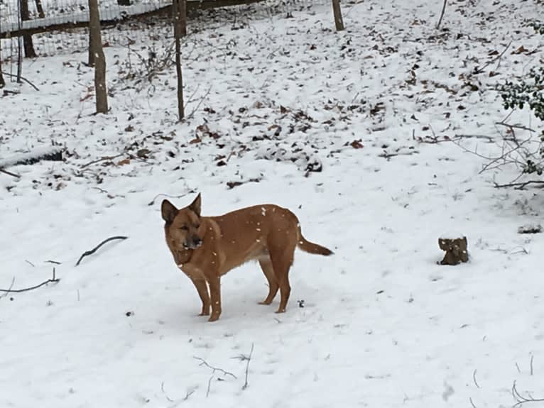 Scotchie, a Siberian Husky and German Shepherd Dog mix tested with EmbarkVet.com