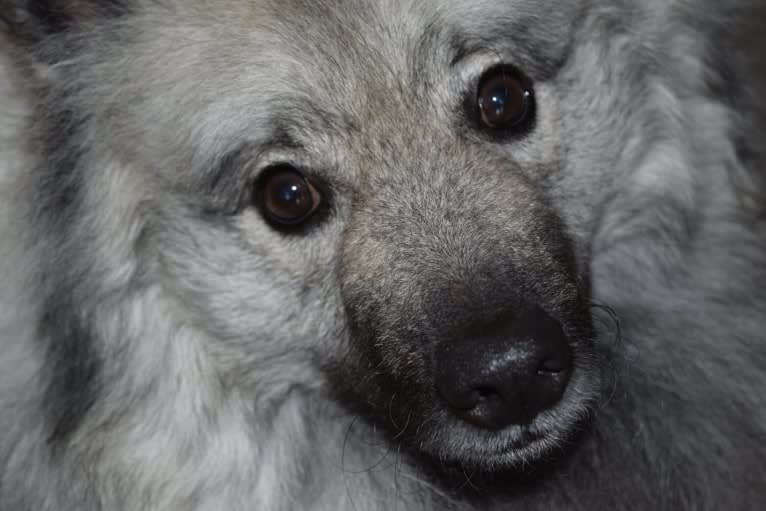 Cubby, a Keeshond tested with EmbarkVet.com