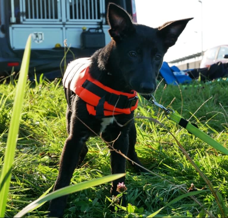 Yuri, a Border Collie and Dutch Shepherd mix tested with EmbarkVet.com