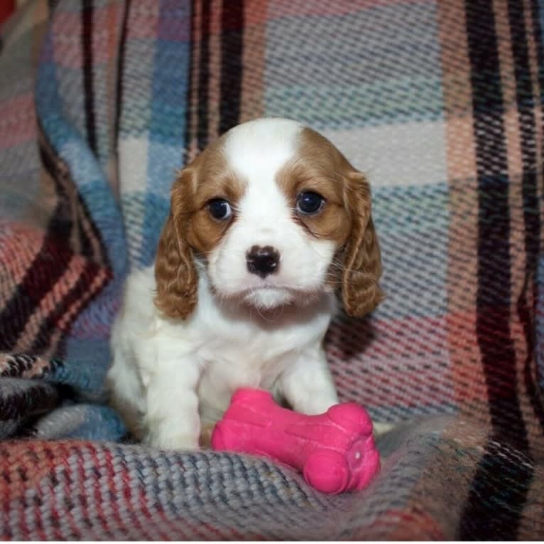 Princess Amelia the First (Millie), a Cavalier King Charles Spaniel tested with EmbarkVet.com