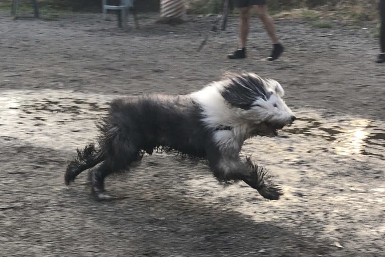 Winston, an Old English Sheepdog tested with EmbarkVet.com