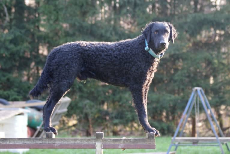 Praetorium Latobicorum's Haru, a Curly-Coated Retriever tested with EmbarkVet.com