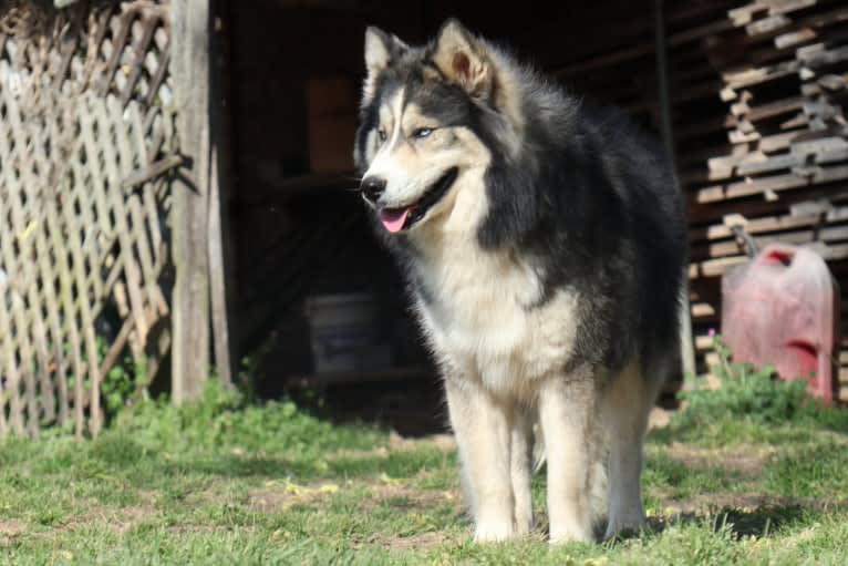 Iroh, a Siberian Husky tested with EmbarkVet.com