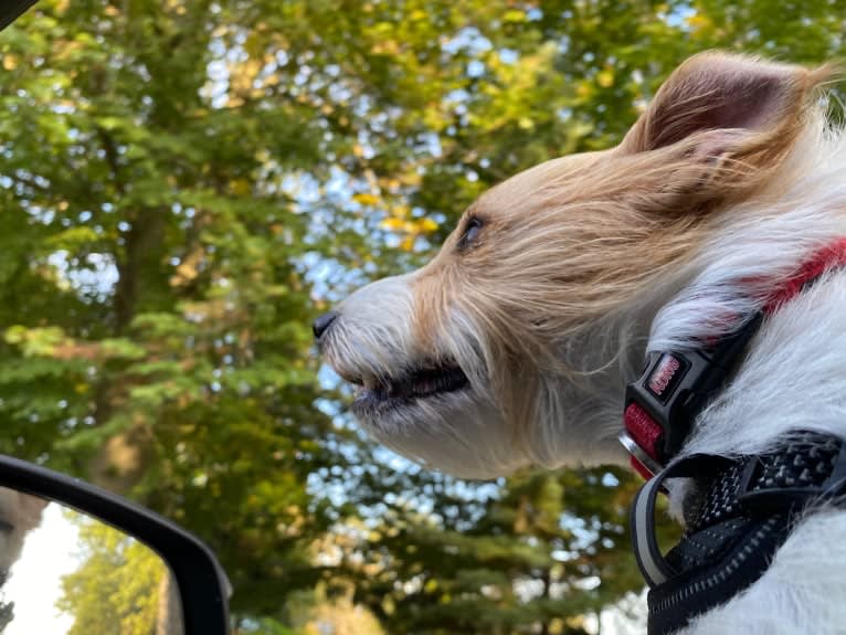 Sophie Jeannette, a Russell-type Terrier tested with EmbarkVet.com