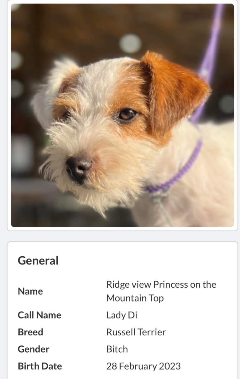 Lady Di, a Russell-type Terrier tested with EmbarkVet.com