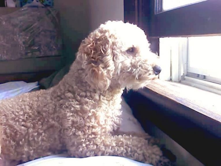 Bailey, a Poodle (Small) tested with EmbarkVet.com