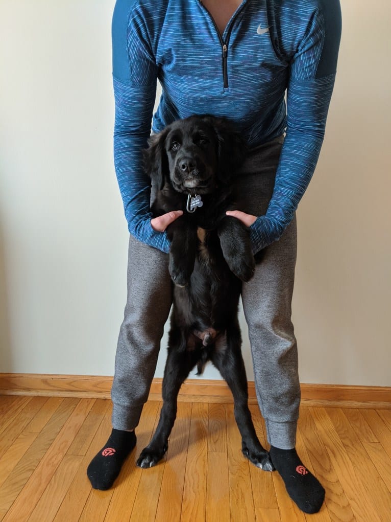 Conway, a Golden Retriever and Great Pyrenees mix tested with EmbarkVet.com