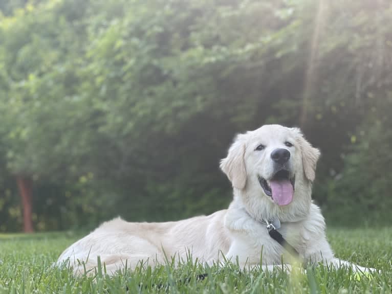 Whuzi, a Golden Retriever tested with EmbarkVet.com