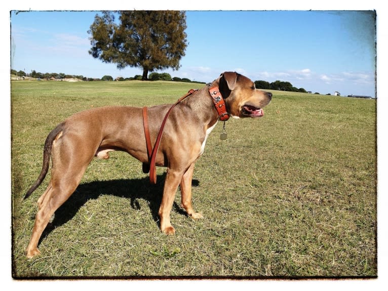 Bruno, an American Staffordshire Terrier tested with EmbarkVet.com