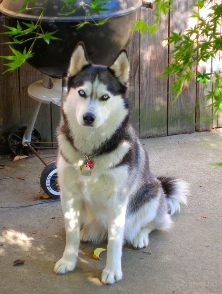 Nala, a Siberian Husky tested with EmbarkVet.com