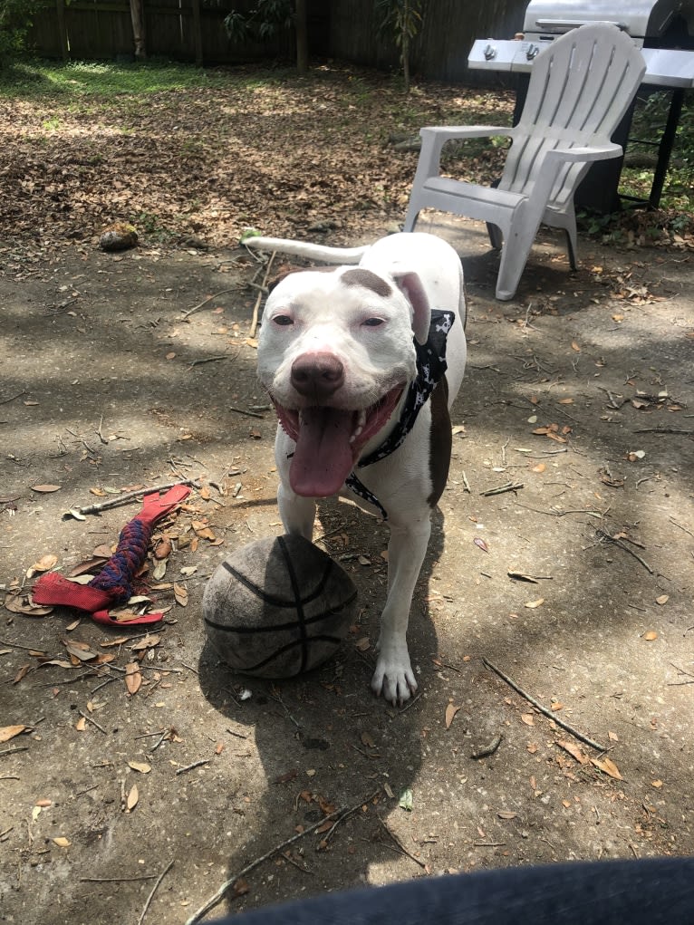 Gambit, an American Pit Bull Terrier and American Staffordshire Terrier mix tested with EmbarkVet.com