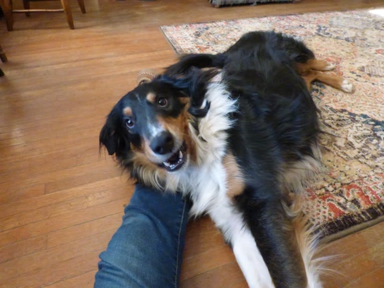 Jebediah Raphael, an English Shepherd tested with EmbarkVet.com