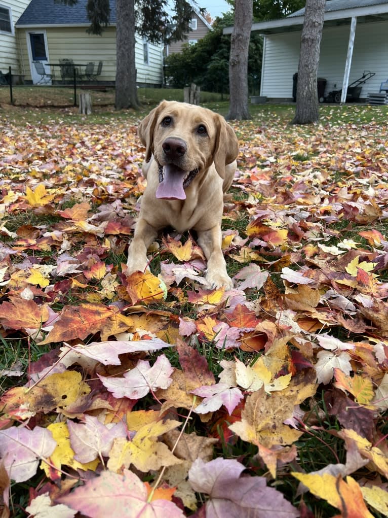 Ziggy, a Labrador Retriever tested with EmbarkVet.com