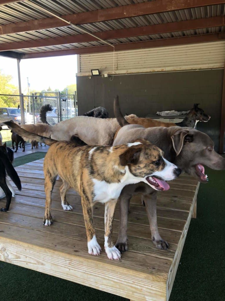 Loki, an American Pit Bull Terrier and Australian Shepherd mix tested with EmbarkVet.com