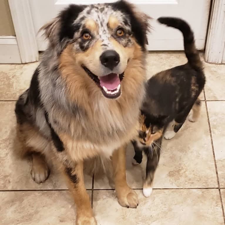 Dodge, an Australian Shepherd tested with EmbarkVet.com