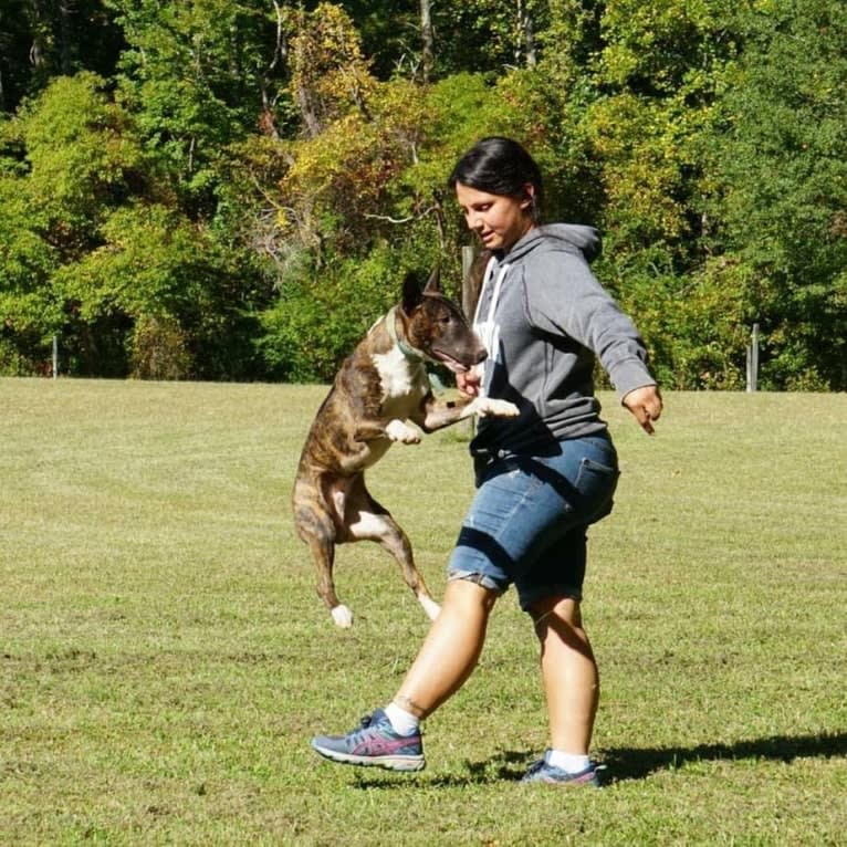 Dippy, a Bull Terrier tested with EmbarkVet.com