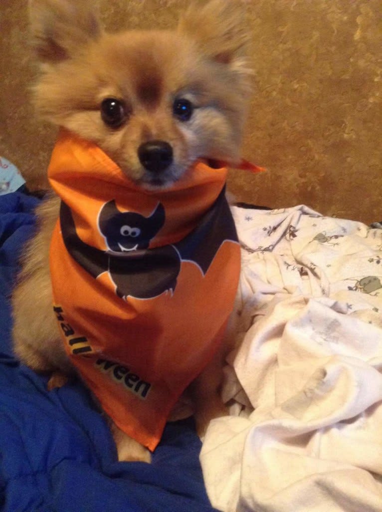 Zeke, a Pomeranian tested with EmbarkVet.com