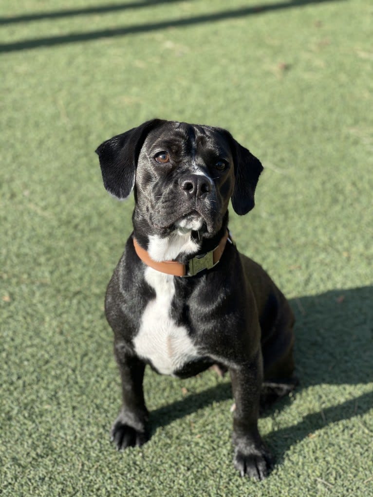 Obi-Wan, a Cocker Spaniel and Bulldog mix tested with EmbarkVet.com
