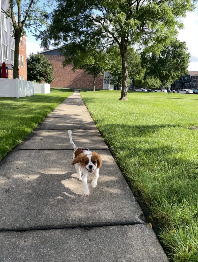 Lucky, a Cavalier King Charles Spaniel tested with EmbarkVet.com