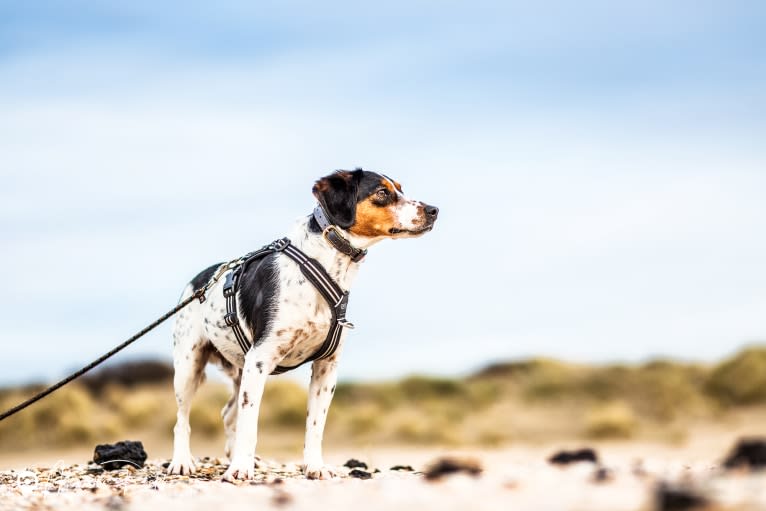 Storm, a Brittany and Russell-type Terrier mix tested with EmbarkVet.com