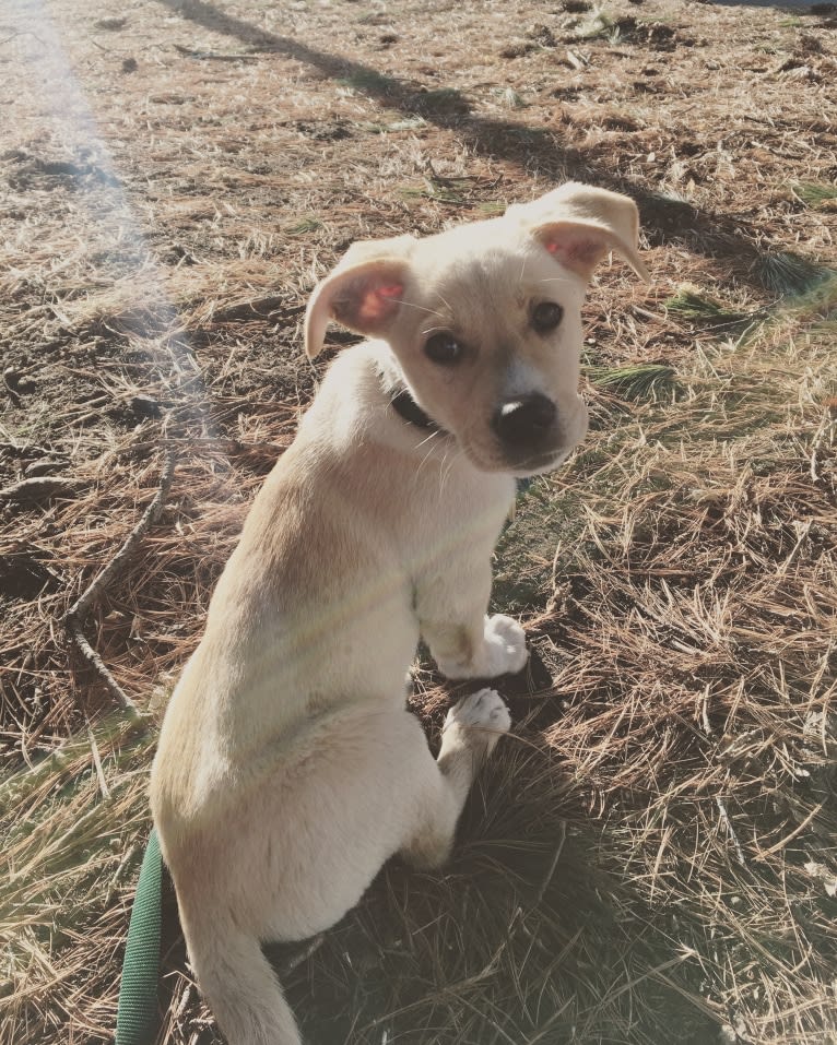 Emilio, a Dachshund and Rat Terrier mix tested with EmbarkVet.com