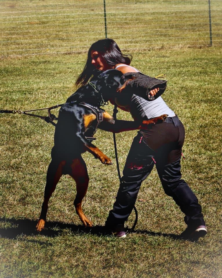 Sirius, a Rottweiler tested with EmbarkVet.com