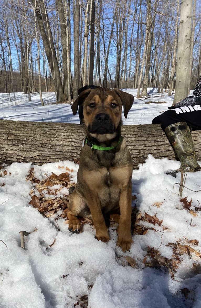 Lenny, a Rottweiler and American Pit Bull Terrier mix tested with EmbarkVet.com