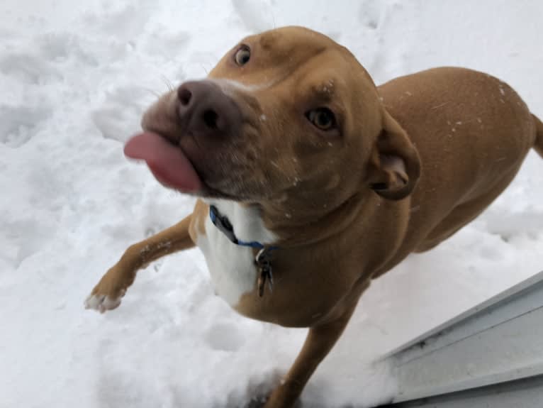 Rudolph (Rudy), an American Pit Bull Terrier and Boxer mix tested with EmbarkVet.com