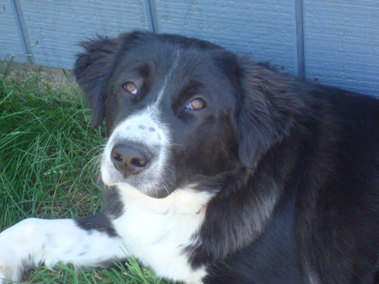 Max, an Arabian Village Dog tested with EmbarkVet.com