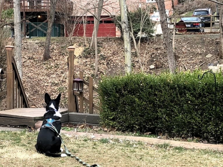 Newt, an Australian Cattle Dog and Border Collie mix tested with EmbarkVet.com