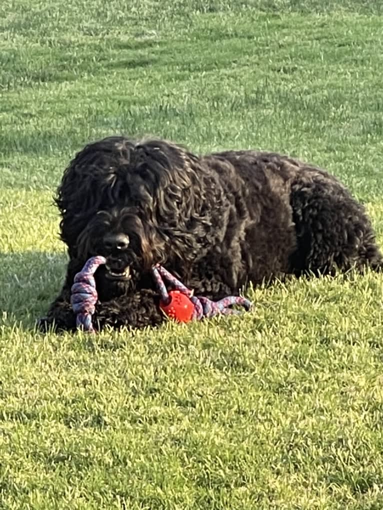 Midnightsolo Liam Blanton, a Black Russian Terrier tested with EmbarkVet.com