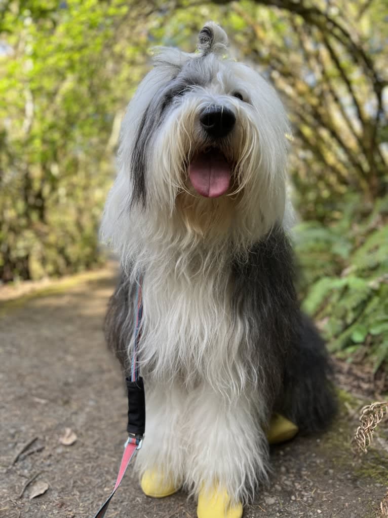 Arlo, an Old English Sheepdog tested with EmbarkVet.com