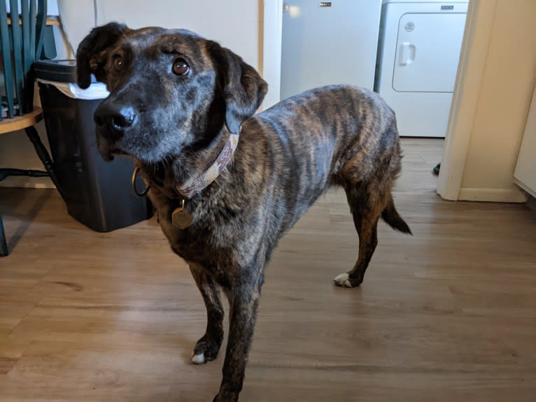 Zion, an American Pit Bull Terrier and Chow Chow mix tested with EmbarkVet.com