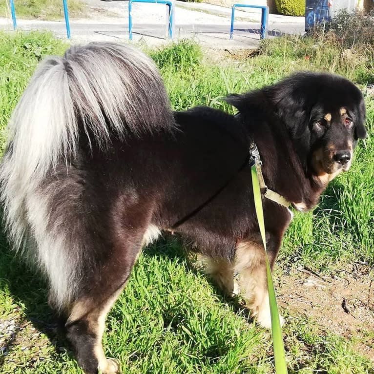 BAGIRA, a Tibetan Mastiff tested with EmbarkVet.com