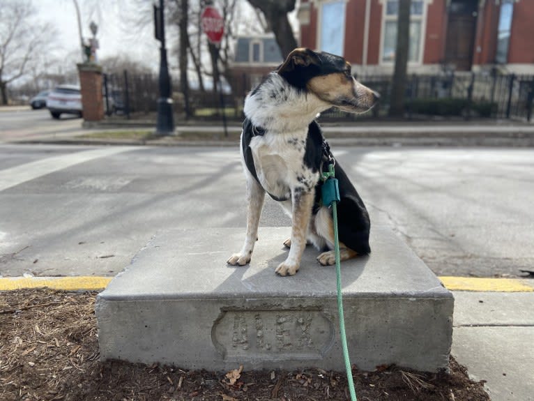 Rory, an Australian Shepherd and Australian Cattle Dog mix tested with EmbarkVet.com