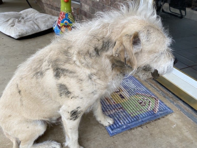 Buddy, an American Pit Bull Terrier and Shih Tzu mix tested with EmbarkVet.com