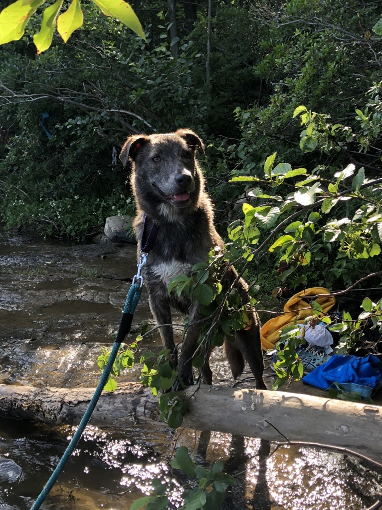 Mila, an American Pit Bull Terrier and German Shepherd Dog mix tested with EmbarkVet.com