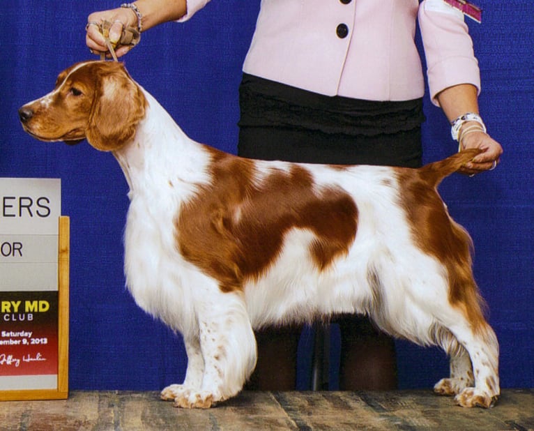 Jasmine, a Welsh Springer Spaniel tested with EmbarkVet.com