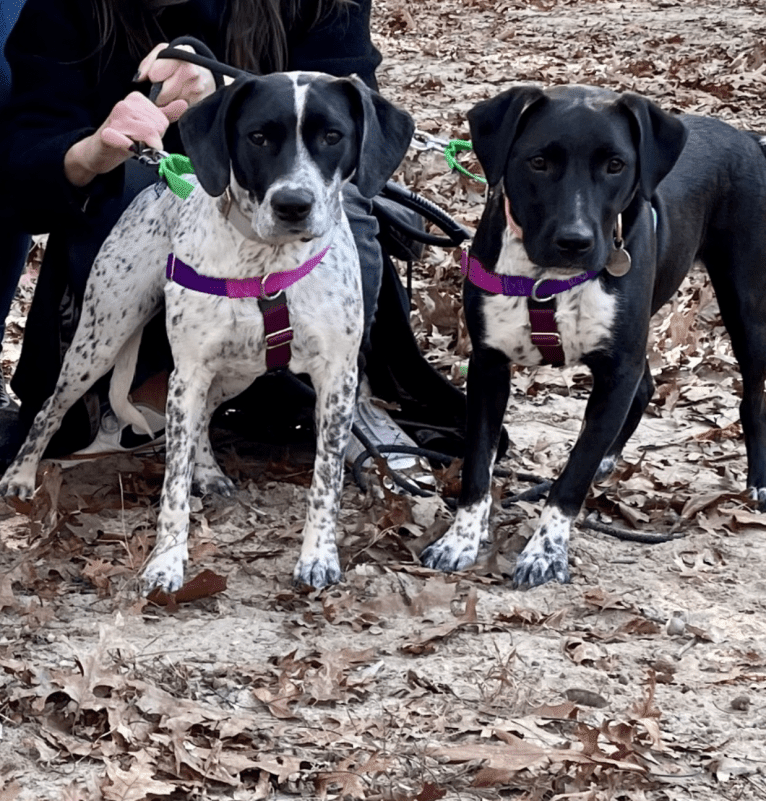 Opal, an American Pit Bull Terrier and German Shorthaired Pointer mix tested with EmbarkVet.com