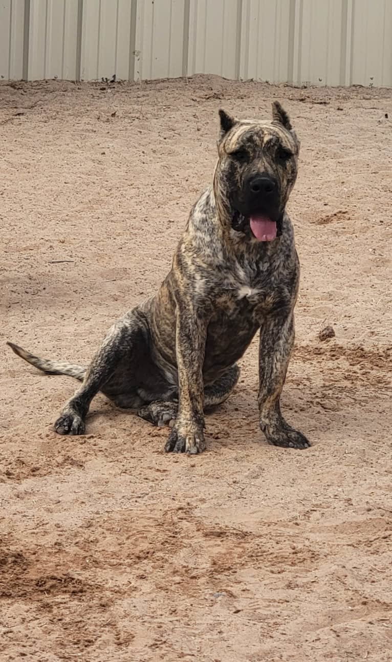 Ashrik, a Perro de Presa Canario tested with EmbarkVet.com