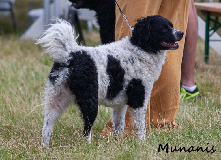 Qiqi, a Wetterhoun tested with EmbarkVet.com