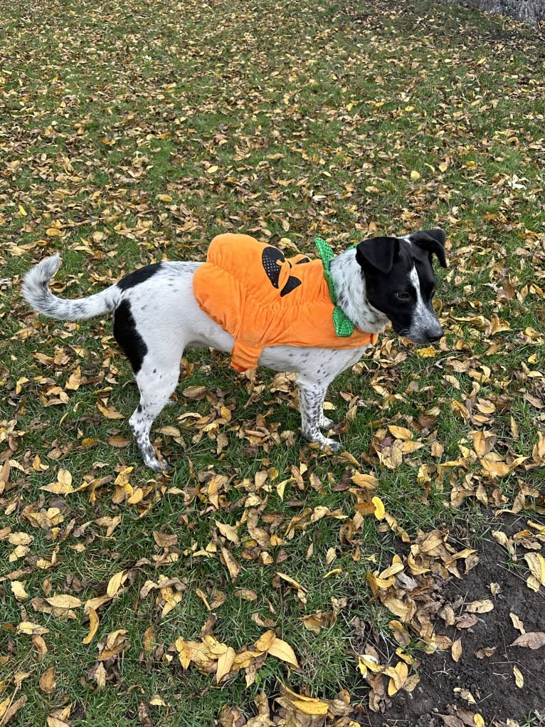 Riley, an Australian Cattle Dog and American Pit Bull Terrier mix tested with EmbarkVet.com