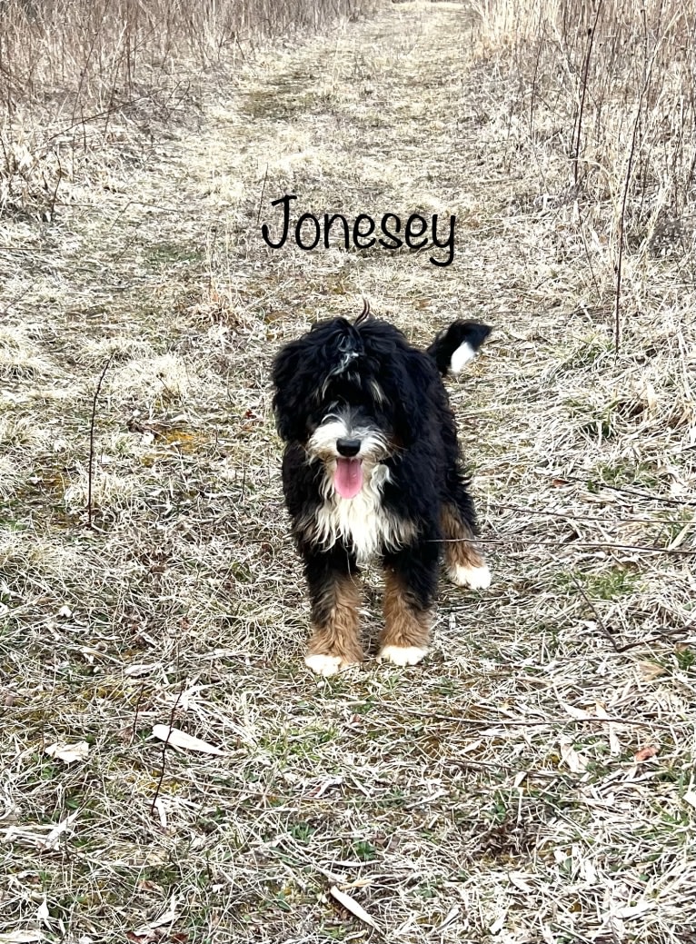 Jonesey, a Bernedoodle tested with EmbarkVet.com